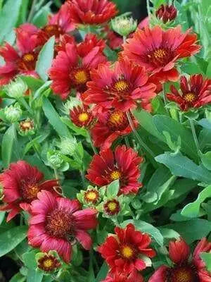BLANKET FLOWERS SEED, PERENNIAL - Caribbean garden seed