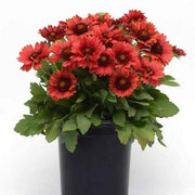 BLANKET FLOWERS SEED, PERENNIAL - Caribbean garden seed