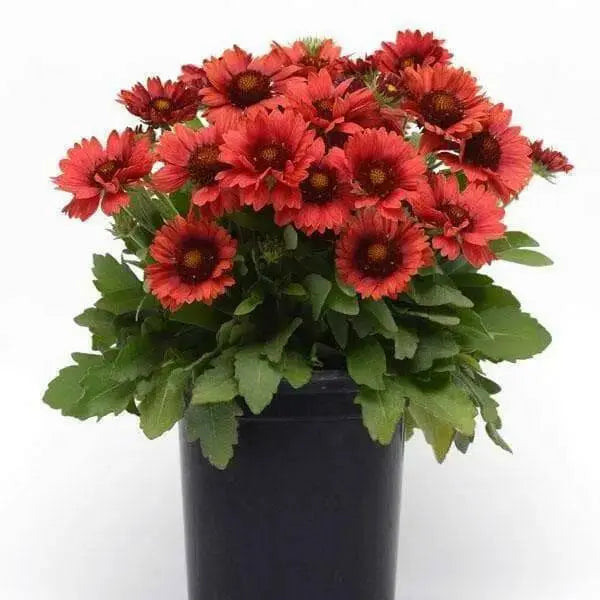 BLANKET FLOWERS SEED, PERENNIAL - Caribbean garden seed