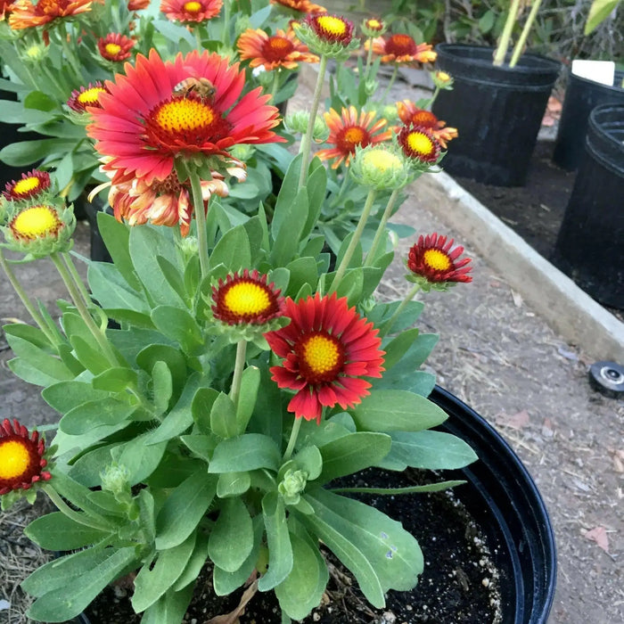 BLANKET FLOWERS SEED, PERENNIAL - Caribbean garden seed