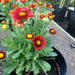 BLANKET FLOWERS SEED, PERENNIAL - Caribbean garden seed