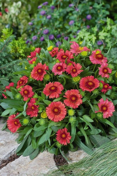 BLANKET FLOWERS SEED, PERENNIAL - Caribbean garden seed