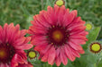 BLANKET FLOWERS SEED, PERENNIAL - Caribbean garden seed