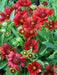BLANKET FLOWERS SEED, PERENNIAL - Caribbean garden seed
