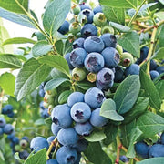 BLUEBERRY BILOXI, LIVE FRUIT SHUB, HIGH BUSH - Caribbean garden seed