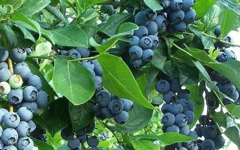 BLUEBERRY BILOXI, LIVE FRUIT SHUB, HIGH BUSH - Caribbean garden seed