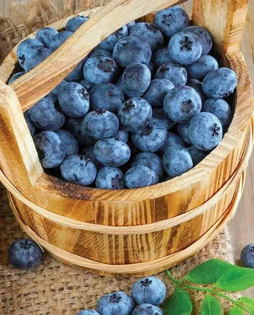BLUEBERRY BILOXI, LIVE FRUIT SHUB, HIGH BUSH - Caribbean garden seed