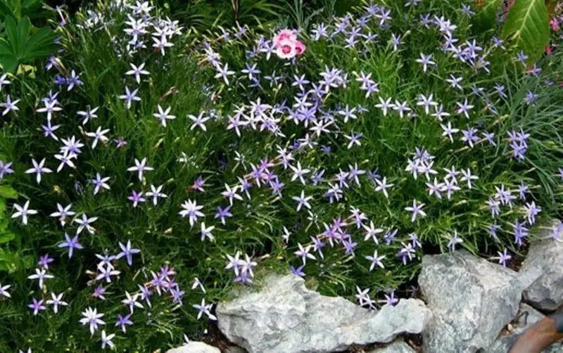 Blue Star Creeper -Laurentia Axillaris,Flowers  vine Seeds - Caribbean garden seed