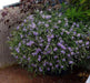 Blue Star Creeper -Laurentia Axillaris,Flowers  vine Seeds - Caribbean garden seed