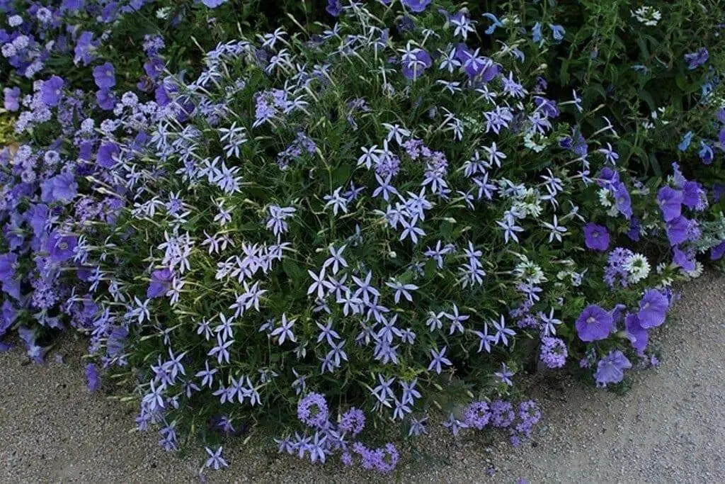 Blue Star Creeper -Laurentia Axillaris,Flowers  vine Seeds - Caribbean garden seed