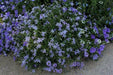 Blue Star Creeper -Laurentia Axillaris,Flowers  vine Seeds - Caribbean garden seed