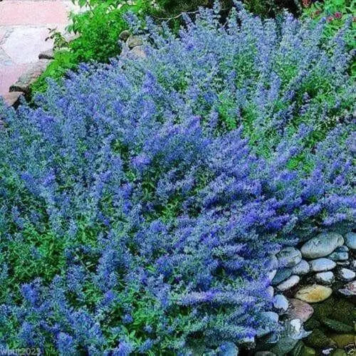 Blue Wonder, Catmint Seeds- (Nepeta Mussinii)  Perennial - Caribbean garden seed