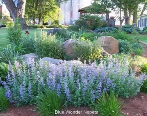 Blue Wonder, Catmint Seeds- (Nepeta Mussinii)  Perennial - Caribbean garden seed