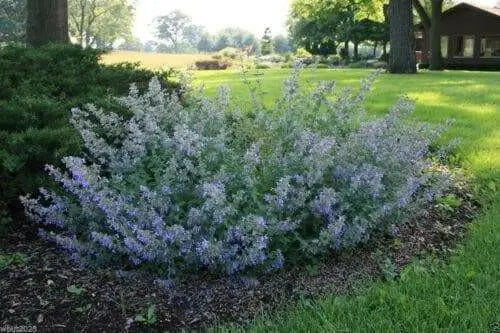 Blue Wonder, Catmint Seeds- (Nepeta Mussinii)  Perennial - Caribbean garden seed