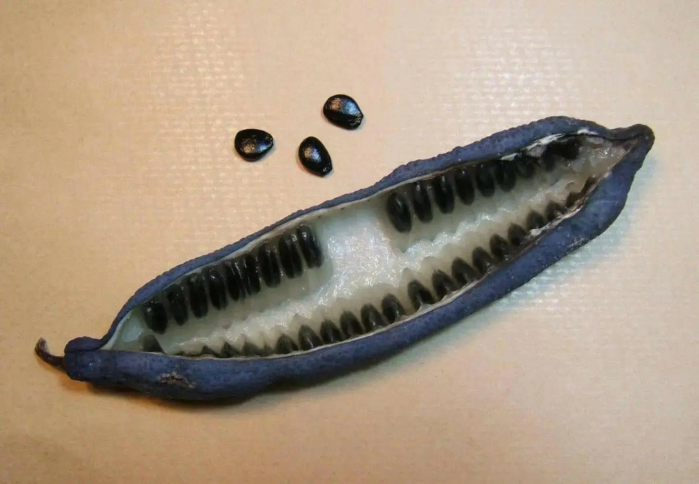 Blue-bean, Seeds,Decaisnea Fargesii - Blue Sausage Fruit - Caribbean garden seed