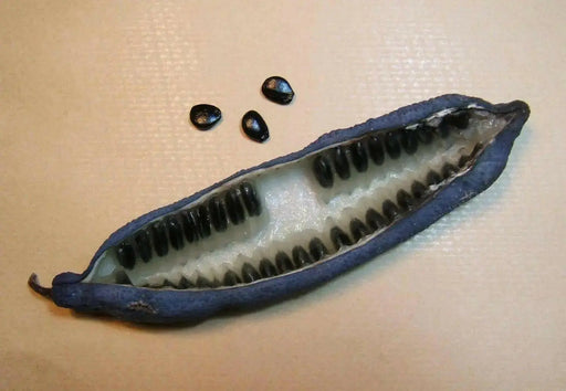 Blue-bean, Seeds,Decaisnea Fargesii - Blue Sausage Fruit - Caribbean garden seed