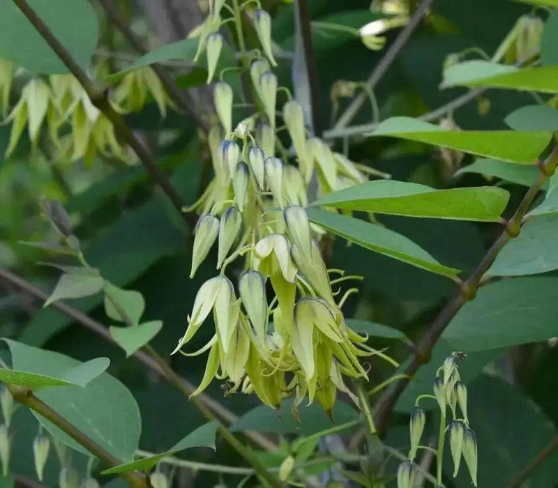 Blue-bean, Seeds,Decaisnea Fargesii - Blue Sausage Fruit - Caribbean garden seed