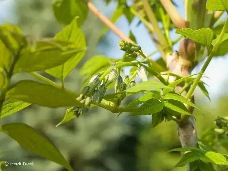 Blue-bean, Seeds,Decaisnea Fargesii - Blue Sausage Fruit - Caribbean garden seed