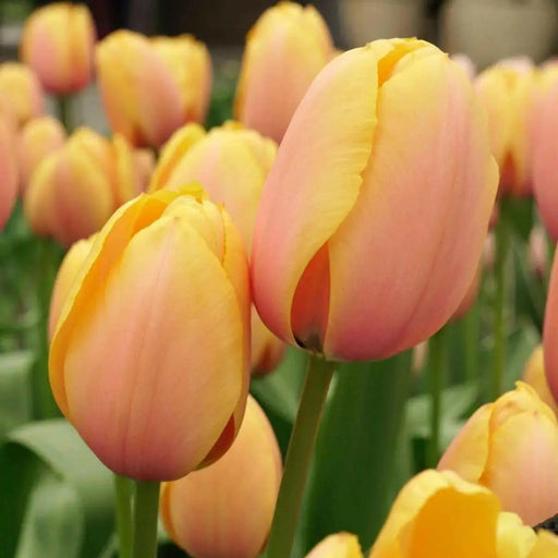 BLUSHING IMPRESSIOM, Darwin Hybrid Tulip , Bulbs - Caribbean garden seed