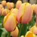 BLUSHING IMPRESSIOM, Darwin Hybrid Tulip , Bulbs - Caribbean garden seed