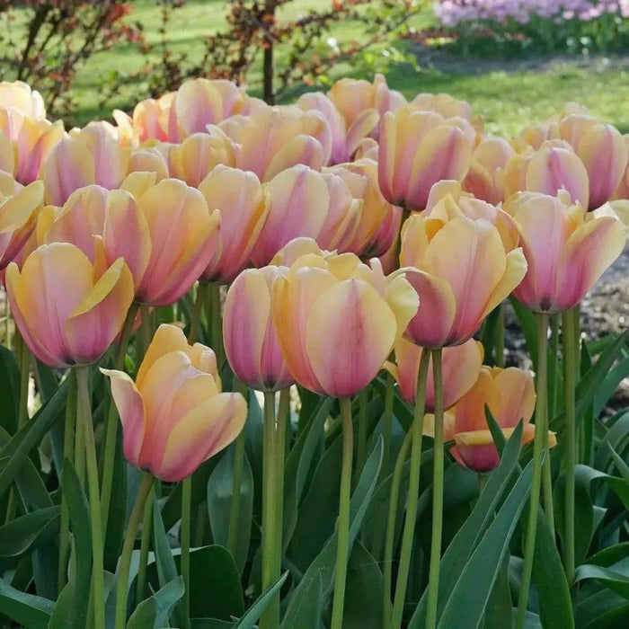 BLUSHING IMPRESSIOM, Darwin Hybrid Tulip , Bulbs - Caribbean garden seed