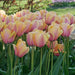 BLUSHING IMPRESSIOM, Darwin Hybrid Tulip , Bulbs - Caribbean garden seed