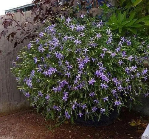 Blue Star Creeper - Laurentia Axillaris,Flowers Seeds..