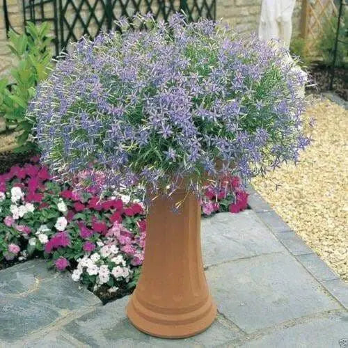 Blue Star Creeper - Laurentia Axillaris,Flowers Seeds..