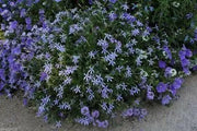 Blue Star Creeper - Laurentia Axillaris,Flowers Seeds..