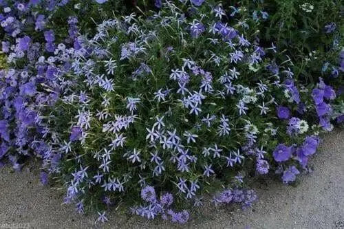 Blue Star Creeper - Laurentia Axillaris,Flowers Seeds..