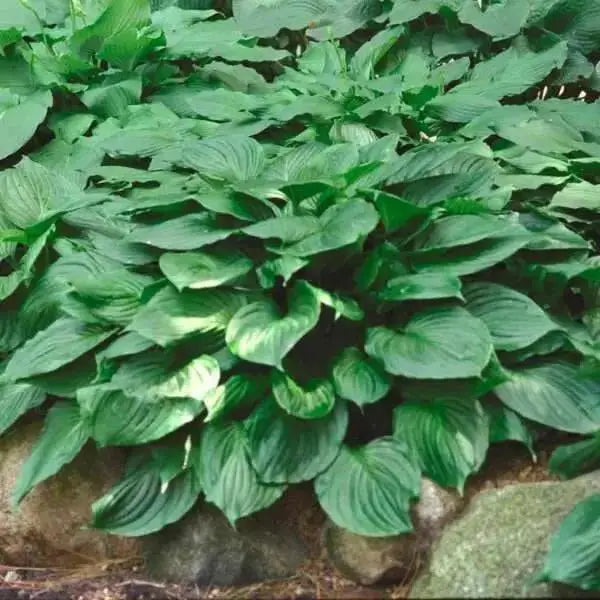 Blue Platain Lily,  AKA HOSTA  VENTRICOSA , Flowers seeds, shade loving , Perennial - Caribbean garden seed