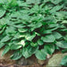 Blue Platain Lily,  AKA HOSTA  VENTRICOSA , Flowers seeds, shade loving , Perennial - Caribbean garden seed