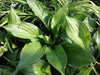 Blue Platain Lily,  AKA HOSTA  VENTRICOSA , Flowers seeds, shade loving , Perennial - Caribbean garden seed