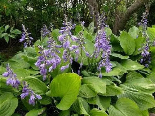 Blue Platain Lily,  AKA HOSTA  VENTRICOSA , Flowers seeds, shade loving , Perennial - Caribbean garden seed