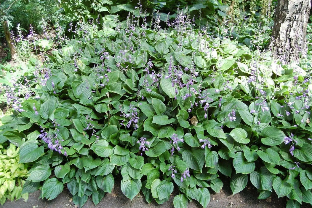 Blue Platain Lily,  AKA HOSTA  VENTRICOSA , Flowers seeds, shade loving , Perennial - Caribbean garden seed