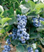 BLUEBERRY - HANNAH'S CHOICE (LIVE FRUIT ) SHUB, HIGH BUSH - Caribbean garden seed