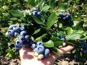 BLUEBERRY - HANNAH'S CHOICE (LIVE FRUIT ) SHUB, HIGH BUSH - Caribbean garden seed
