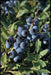 Blueberry ,Highbush Blueberry Seeds, Vaccinium Myrtillus, Perennial shrub - Caribbean garden seed