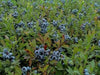 Blueberry ,Highbush Blueberry Seeds, Vaccinium Myrtillus, Perennial shrub - Caribbean garden seed