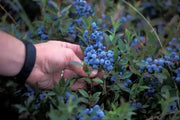 Blueberry ,Highbush Blueberry Seeds, Vaccinium Myrtillus, Perennial shrub - Caribbean garden seed