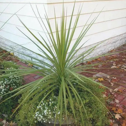 BLUE Spike Seeds (Cordyline indivisa) Ornamental GRASS - Caribbean garden seed