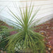 BLUE Spike Seeds (Cordyline indivisa) Ornamental GRASS - Caribbean garden seed