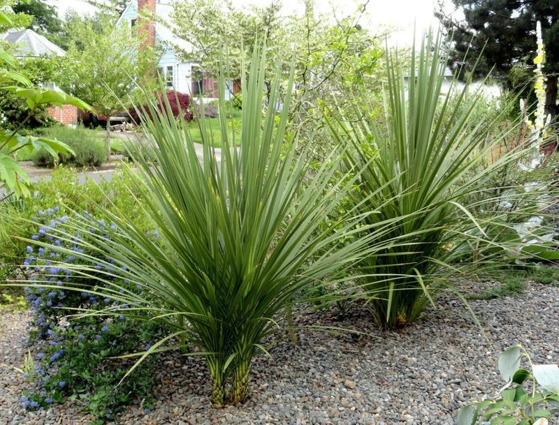 BLUE Spike Seeds (Cordyline indivisa) Ornamental GRASS - Caribbean garden seed