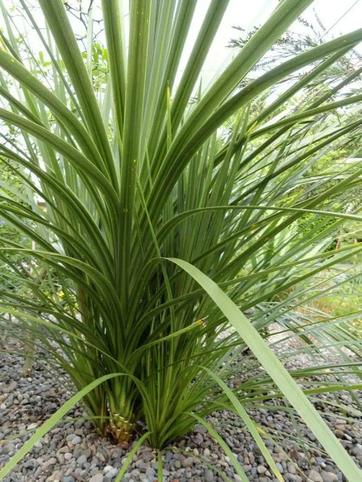 BLUE Spike Seeds (Cordyline indivisa) Ornamental GRASS - Caribbean garden seed