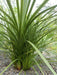 BLUE Spike Seeds (Cordyline indivisa) Ornamental GRASS - Caribbean garden seed