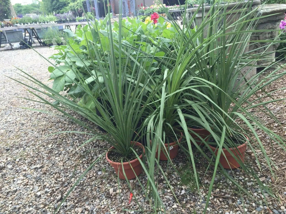 BLUE Spike Seeds (Cordyline indivisa) Ornamental GRASS - Caribbean garden seed