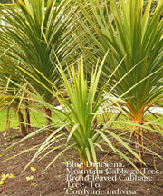 BLUE Spike Seeds (Cordyline indivisa) Ornamental GRASS - Caribbean garden seed