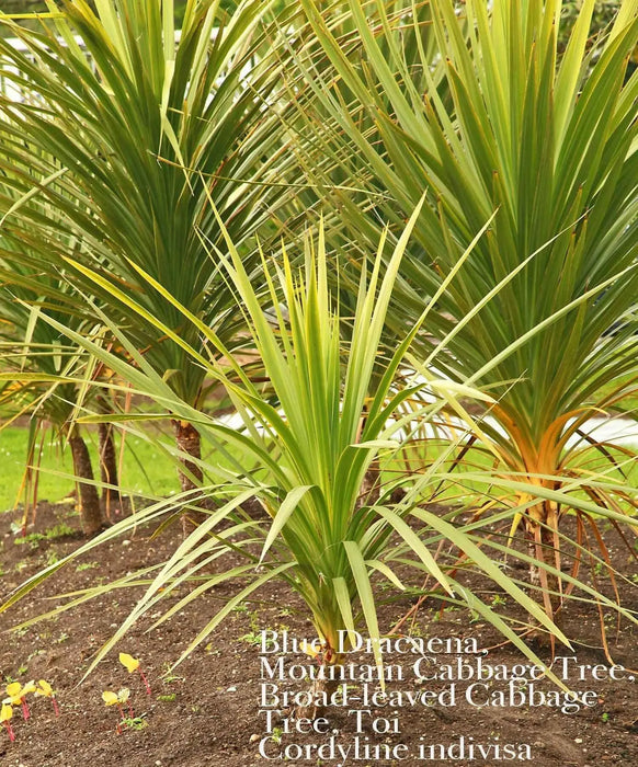 BLUE Spike Seeds (Cordyline indivisa) Ornamental GRASS - Caribbean garden seed