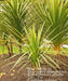 BLUE Spike Seeds (Cordyline indivisa) Ornamental GRASS - Caribbean garden seed