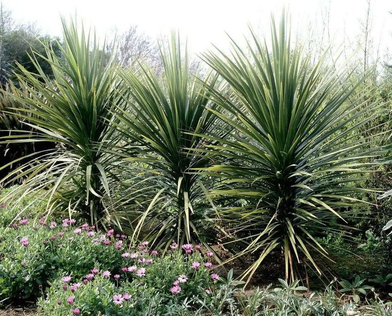 BLUE Spike Seeds (Cordyline indivisa) Ornamental GRASS - Caribbean garden seed
